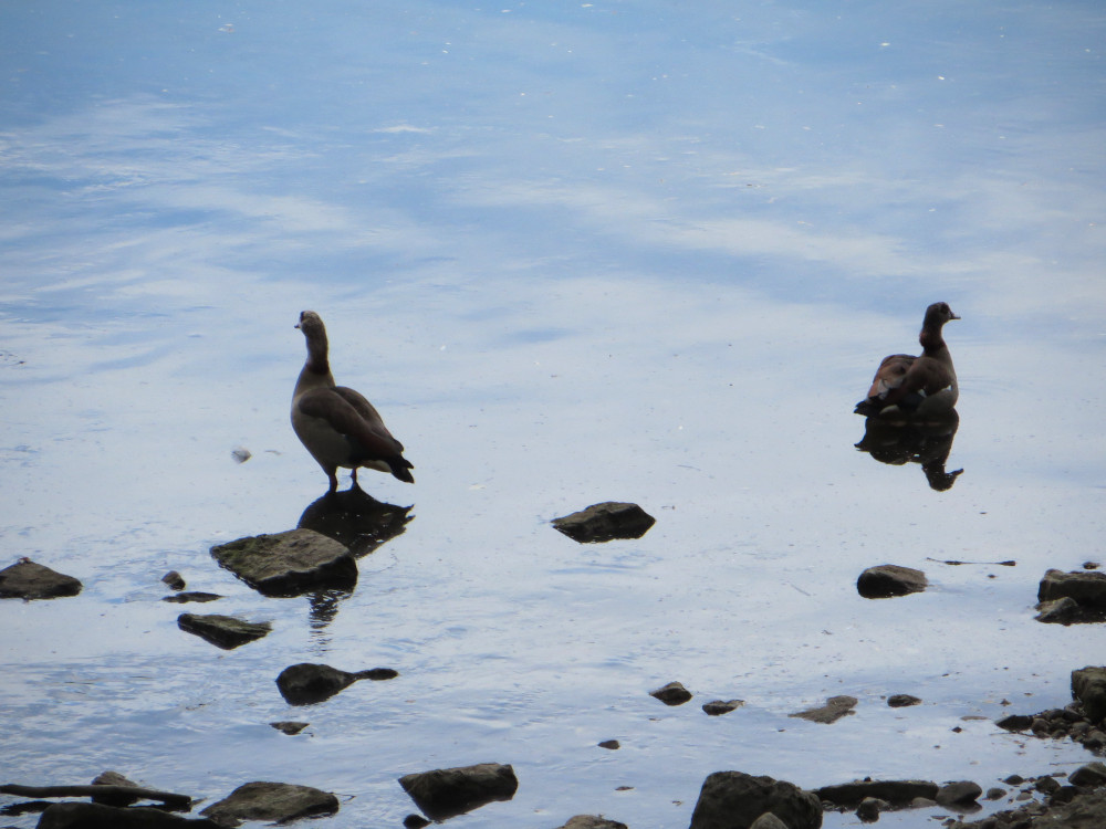 Die Enten auf der Mosel lassen sich nicht beeindrucken (17.6.2015; Foto: Klaus Meyerbröker)