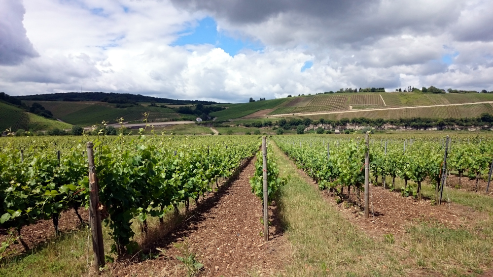 Mosel-Wein (23.6.2015; Foto: Henning Klare)