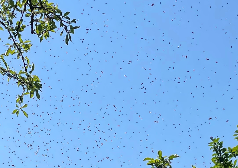 Viele Bienen sind in der Luft (13.5.2023; Foto: Henning Klare)