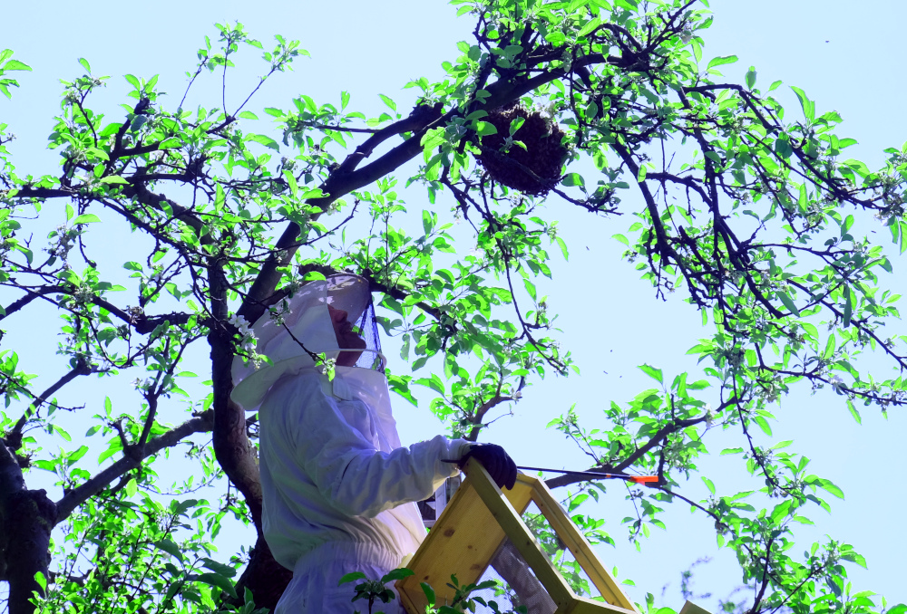 In der Spitze des Apfelbaums hängt der Schwarm (13.5.2023; Foto: Henning Klare)