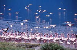 Flamingos am Lake Bogoria (6.2.2016; Foto: Karl-Heinz Winter)