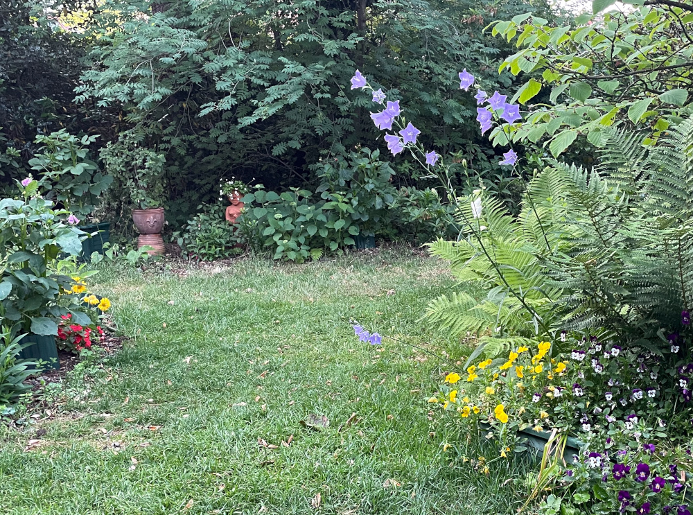 Juni, Frühsommer: Dahlien und Fuchsien haben die Winterruhe hinter sich und setzen Blütenknospen, blau leuchten die Glockenblumen (14.6.2023; Foto: Henning Klare)