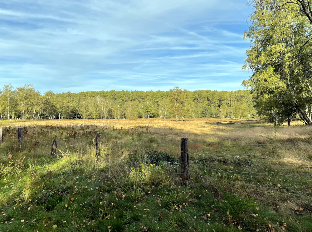 Magerrasen am Steiner See im Spätsommer (25.9.2023; Foto: Henning Klare)