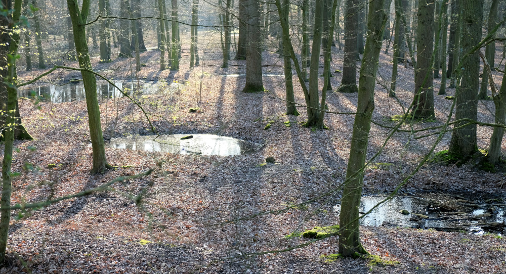 Hiltrup: Die Bombenkrater im Wäldchen neben den Gleisen sind noch nach 80 Jahren zu sehen (9.3.2024; Foto: Henning Klare)