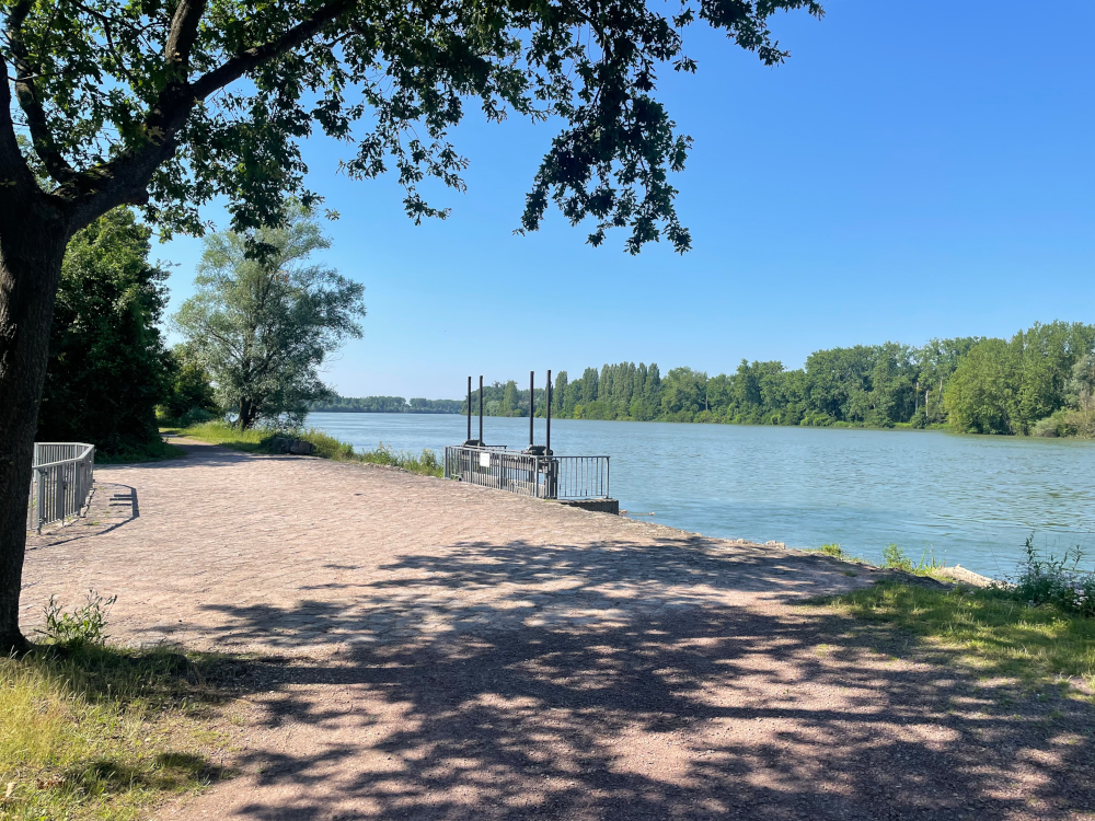 Stiller Weg am Rhein (24.6.2024; Foto: Henning Klare)