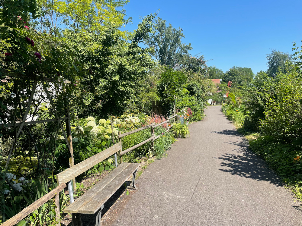 Bank und Blüten an der Kanalschleuse Artzenheim (25.6.2024; Foto: Henning Klare)