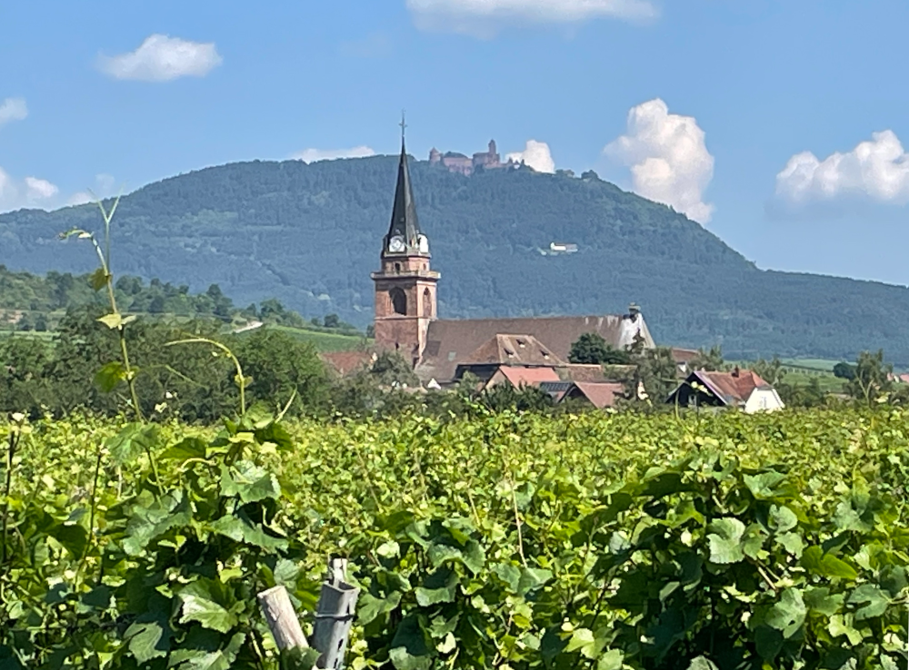 Bergheim und Hohkönigsburg (27.6.2024; Foto: Henning Klare)