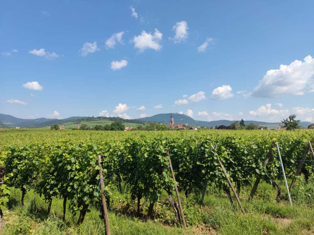 Reben in der Ebene, das Weindorf Bergheim vor den Vogesen (27.6.2024; Foto: Klare)