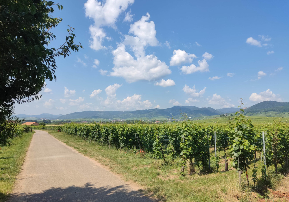 Auf dem Eurovelo 5 bei Bergheim: Blick nach Süden (27.6.2024; Foto: Klare)