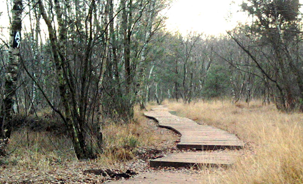 Bohlenweg am Venner Moor (17.11.2011; Foto: Klare)