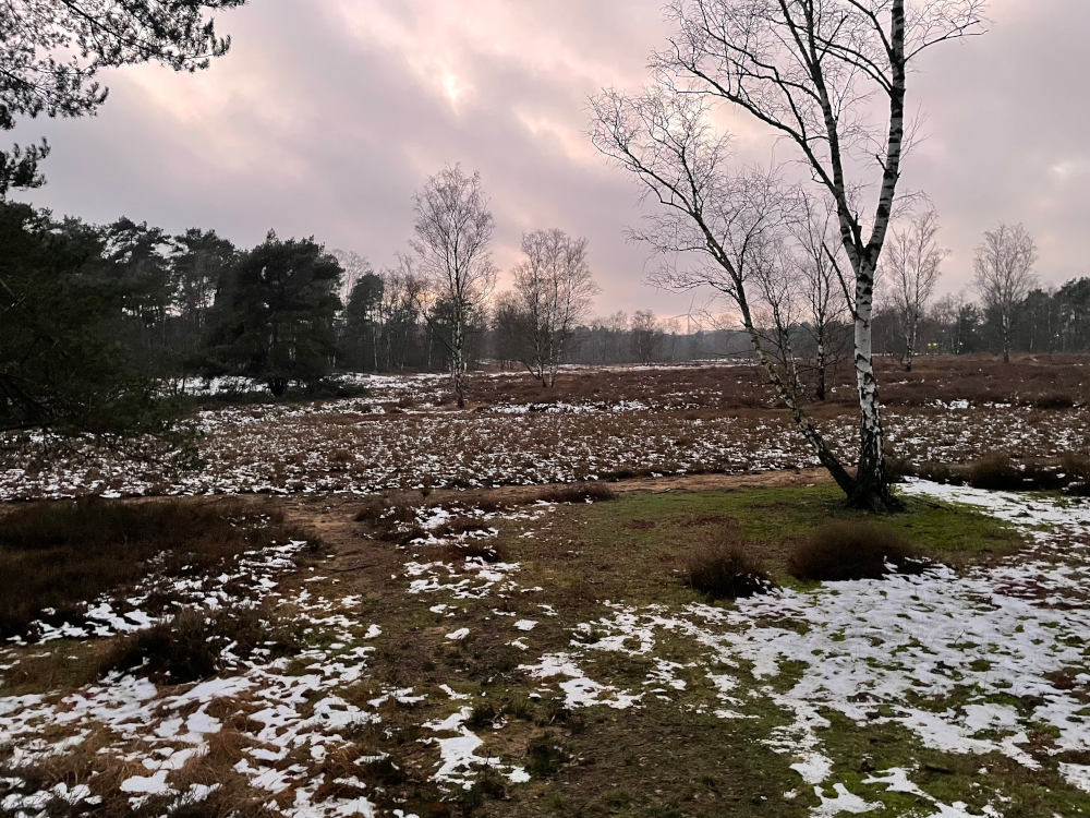 Erster Schnee (11.1.2025; Foto: Henning Klare)