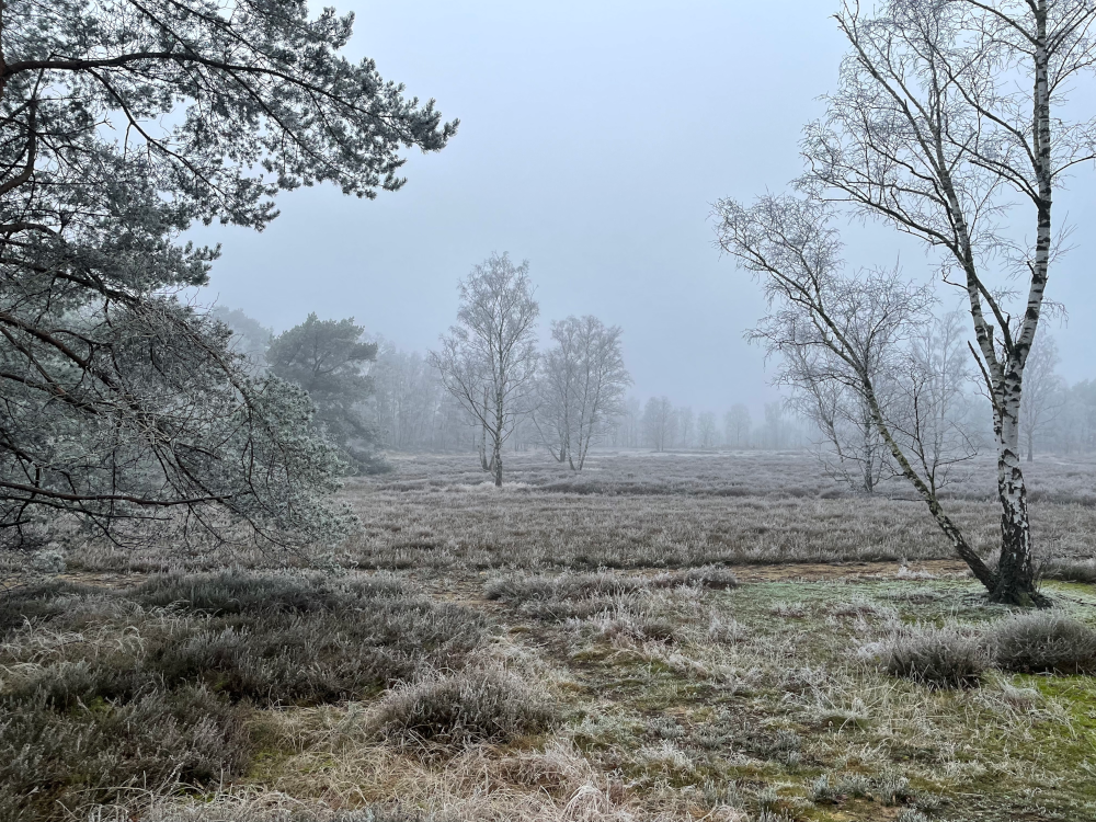 Magerrasen am Steiner See im Frost (19.1.2025; Foto: Henning Klare)