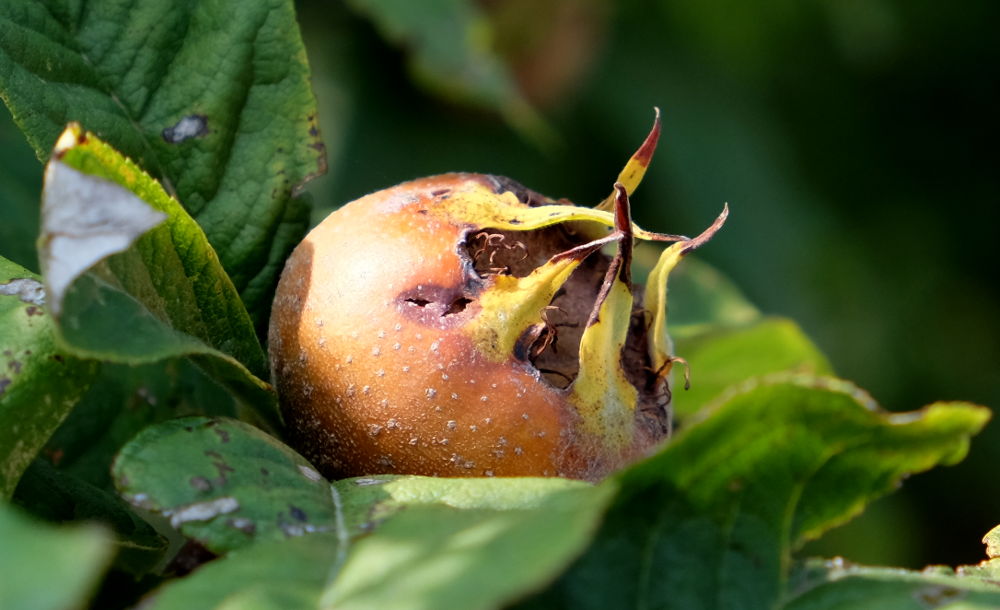Mispelfrucht (Foto: Klare)