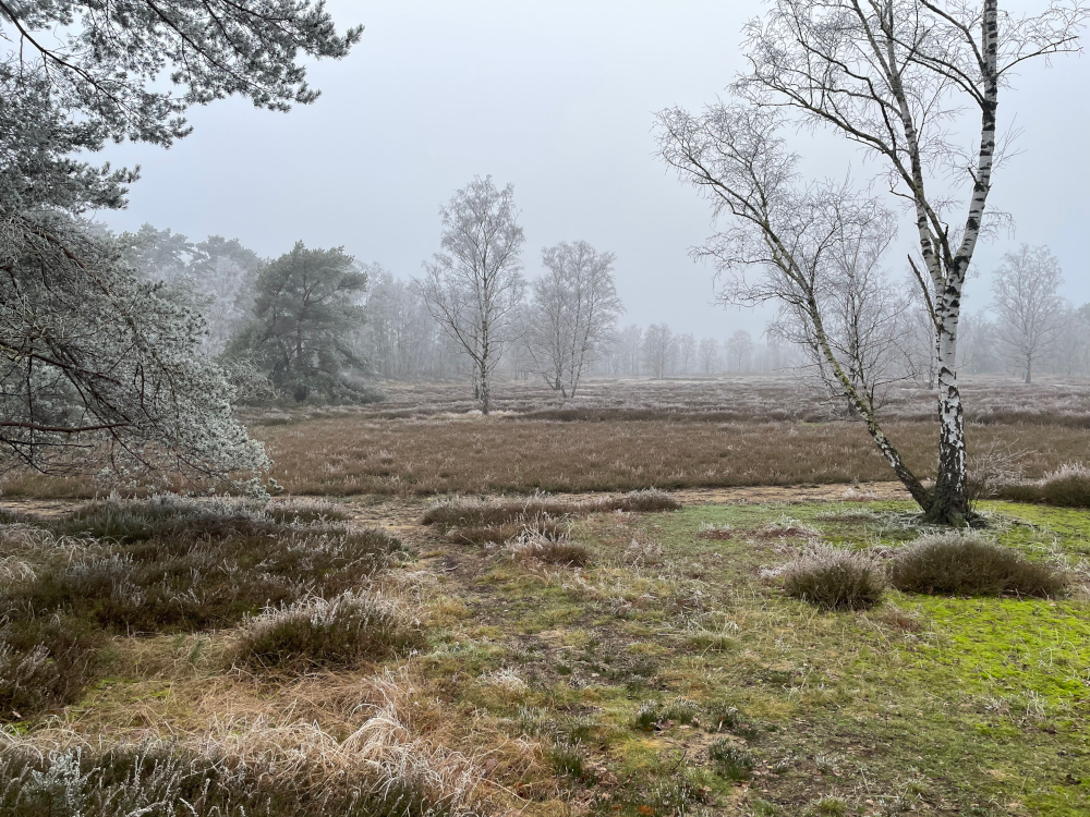 Magerrasen am Steiner See im Frost (21.1.2025; Foto: Henning Klare)