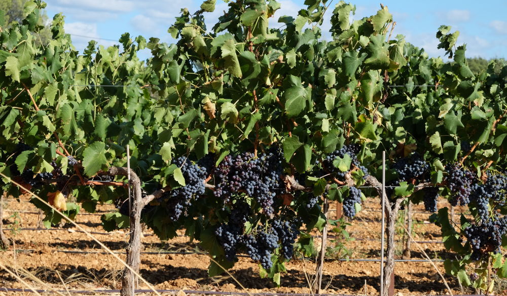 Die letzten Luberon-Trauben (Foto: Klare)