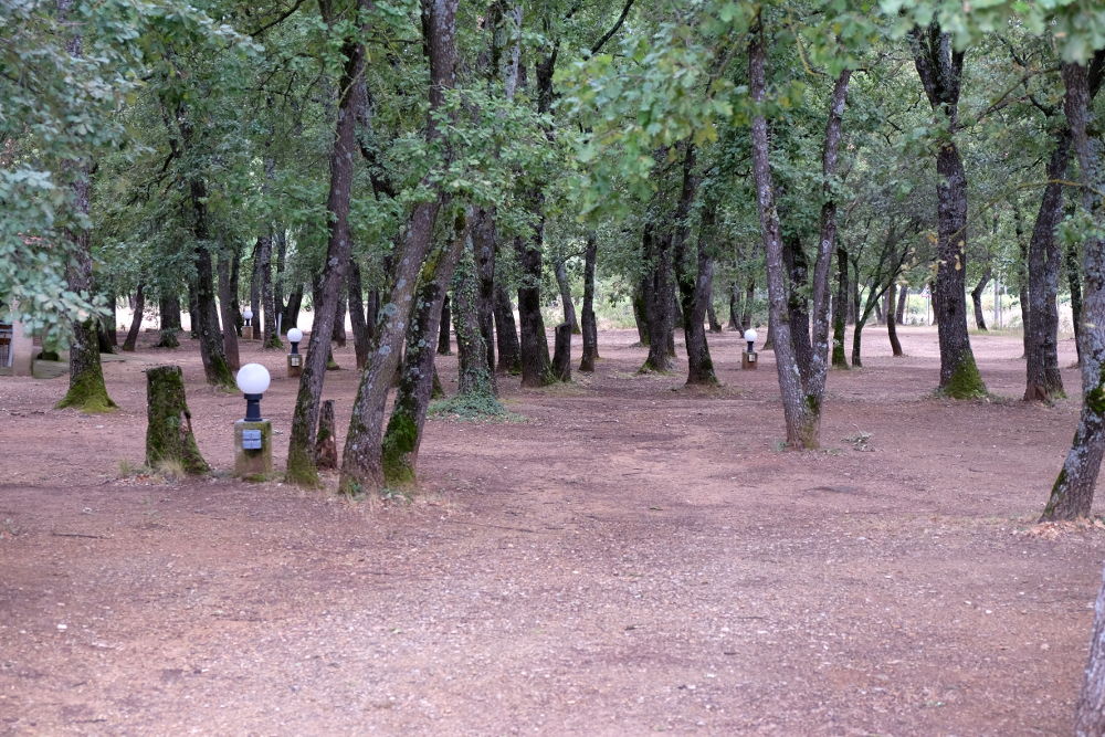 Camping im Sommer: nur im Schatten unter diesen Bäumen (Foto: Klare)