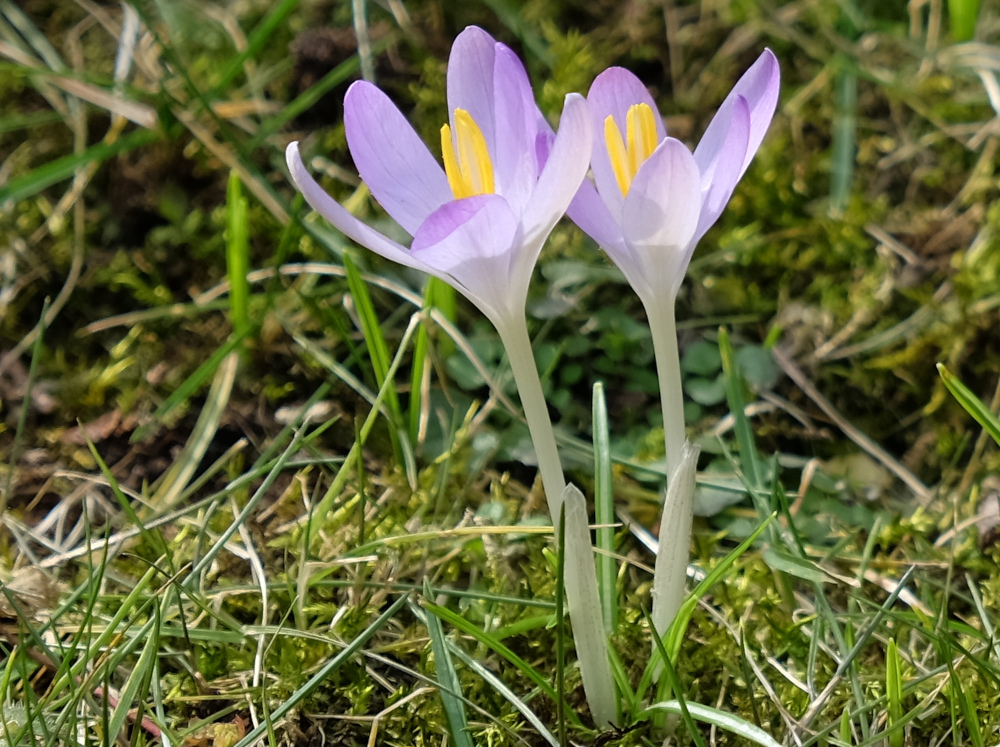 Elfenkrokus, Crocus tommasinianus (22.2.2025; Foto: Henning Klare)