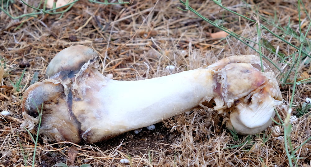 Stillleben auf der Camping-Wiese (Foto: Klare)