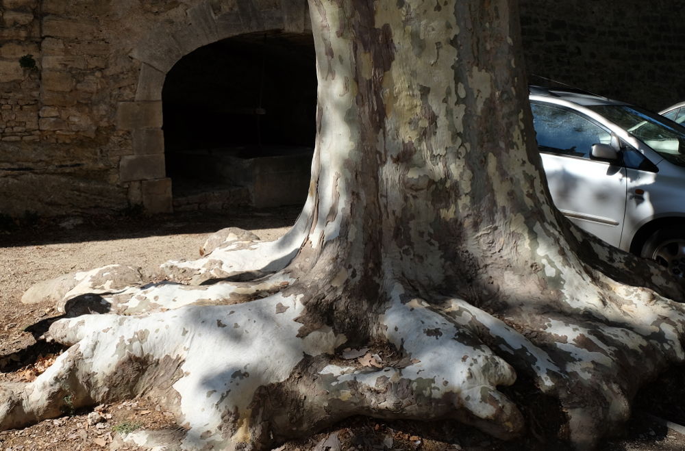 Vor dem Waschplatz breitet sich eine mächtige Platane aus (Foto: Klare)