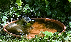 Meise an der Vogeltränke (10.8.2026, Foto: Henning Klare)