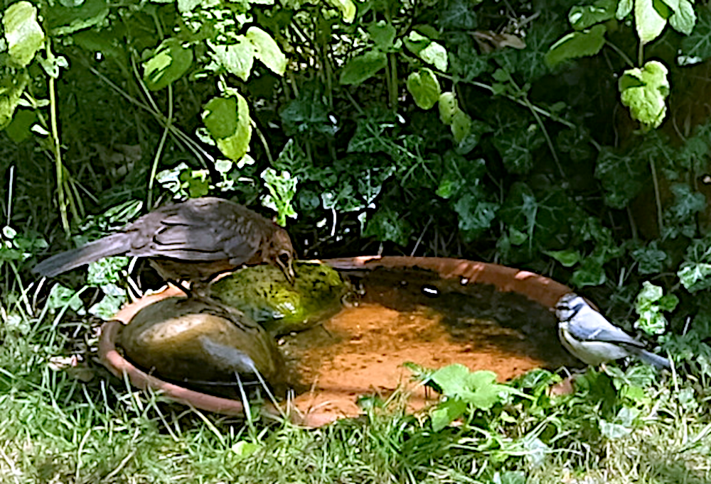 Drossel und Meise an der Vogeltränke (10.8.2026, Foto: Henning Klare)