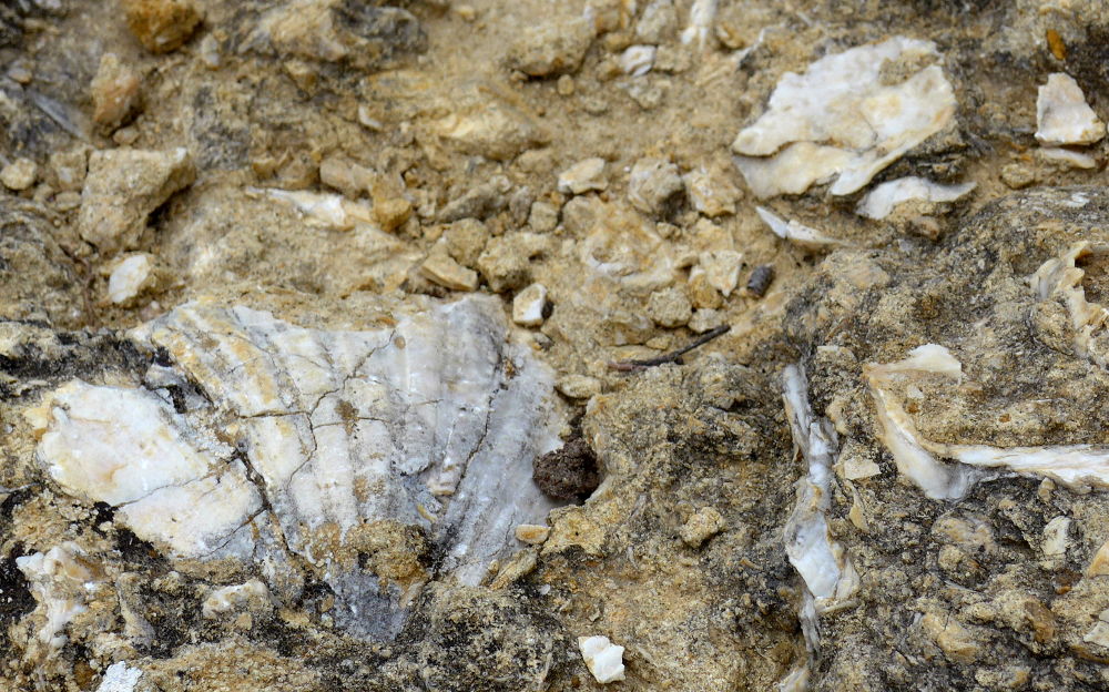 Am Ortsrand von Vaugines: Wir stehen auf einem Berg von Muscheln (Foto: Klare)