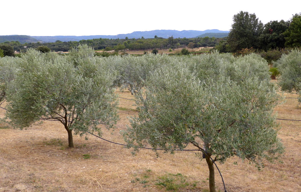 Olivenplantage mit Bewässerung (Foto: Klare)