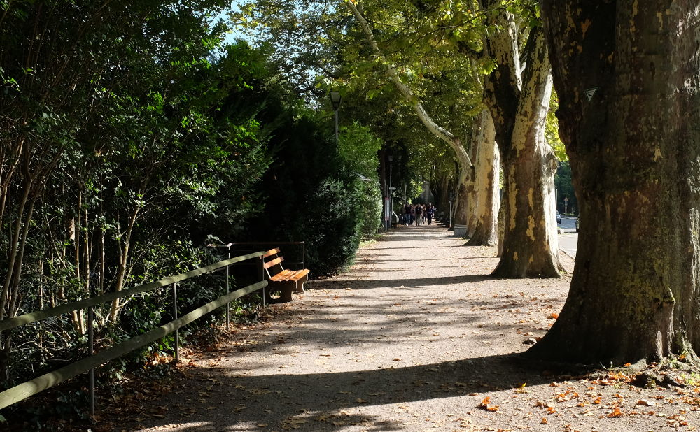 Staufen: Platanenallee am Neumagen (Foto: Klare)