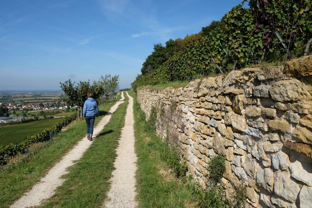 Trockenmauern und Steillage: Der Castellberg (Foto: Klare)