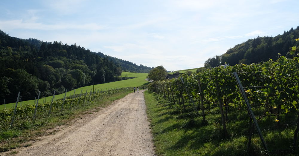 Zwischen Schwarzwald und Fehrenberg (Foto: Klare)