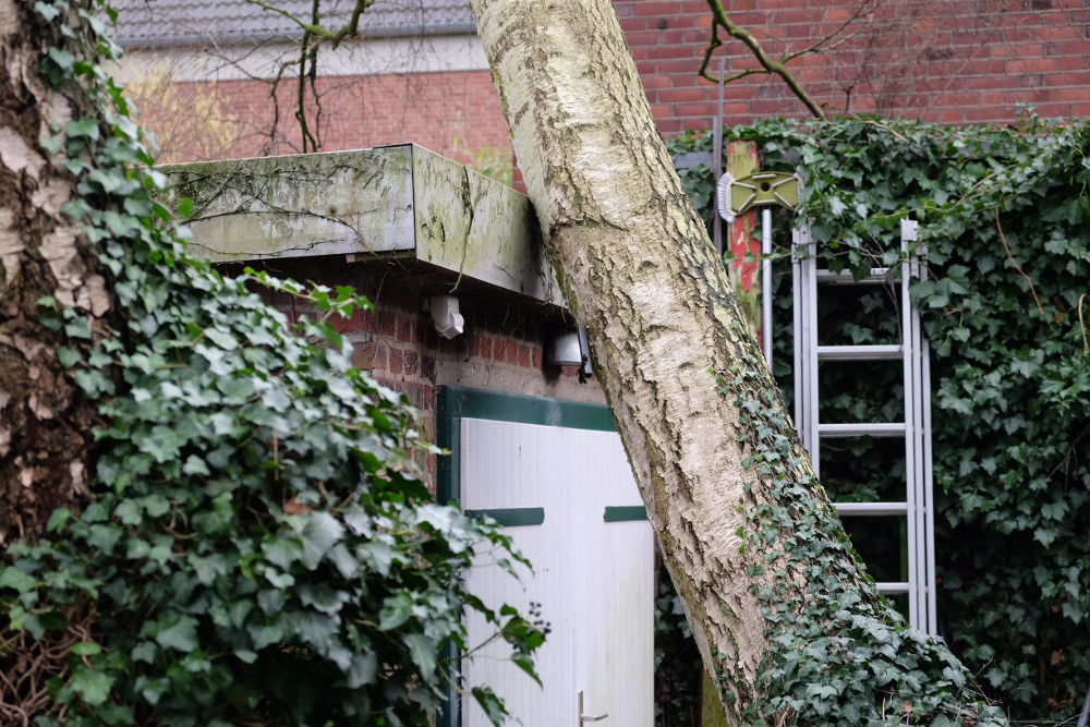 Baum küsst Garage: Sturmtief Friederike macht's möglich (19.1.2018; Foto: Klare)