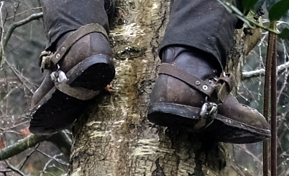 Da können die Eichhörnchen neidisch werden: fester Halt am Stamm mit Steigeisen (22.1.2018; Foto: Klare)