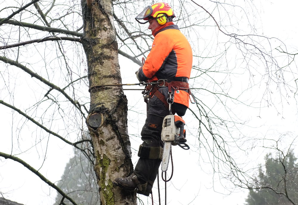 Erst sichern, dann arbeiten (22.1.2018; Foto: Klare)