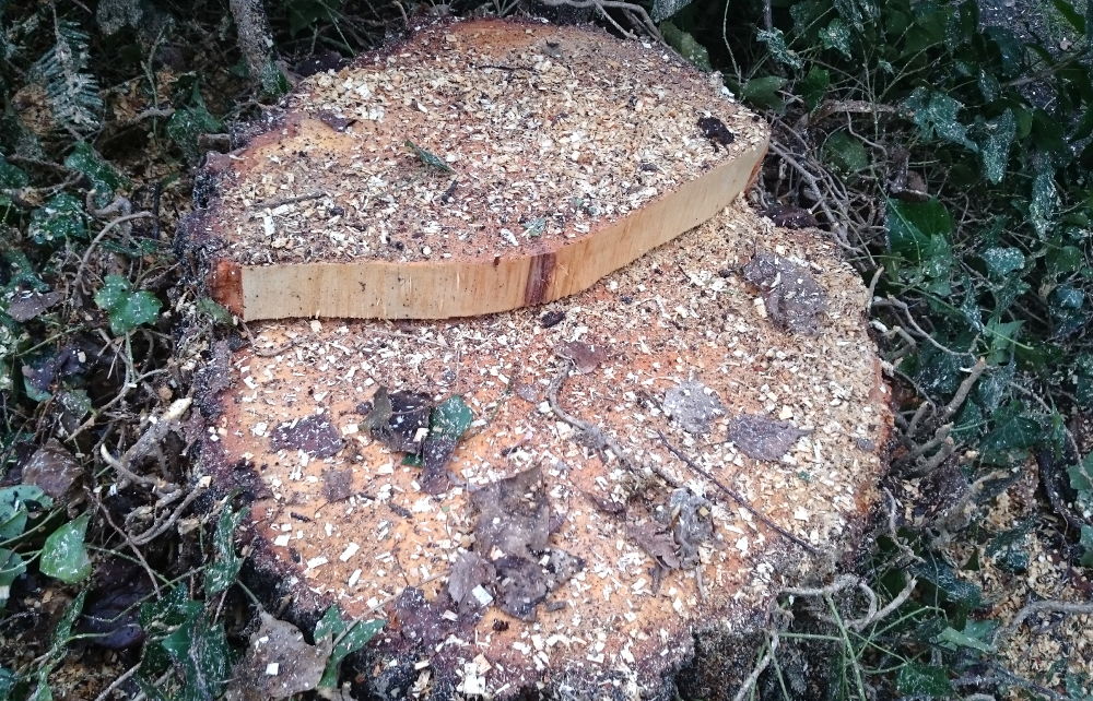 Was b leibt: Ein Stumpf und die Erinnerung an die Sommer unter diesem Baum (22.1.2018; Foto: Klare)