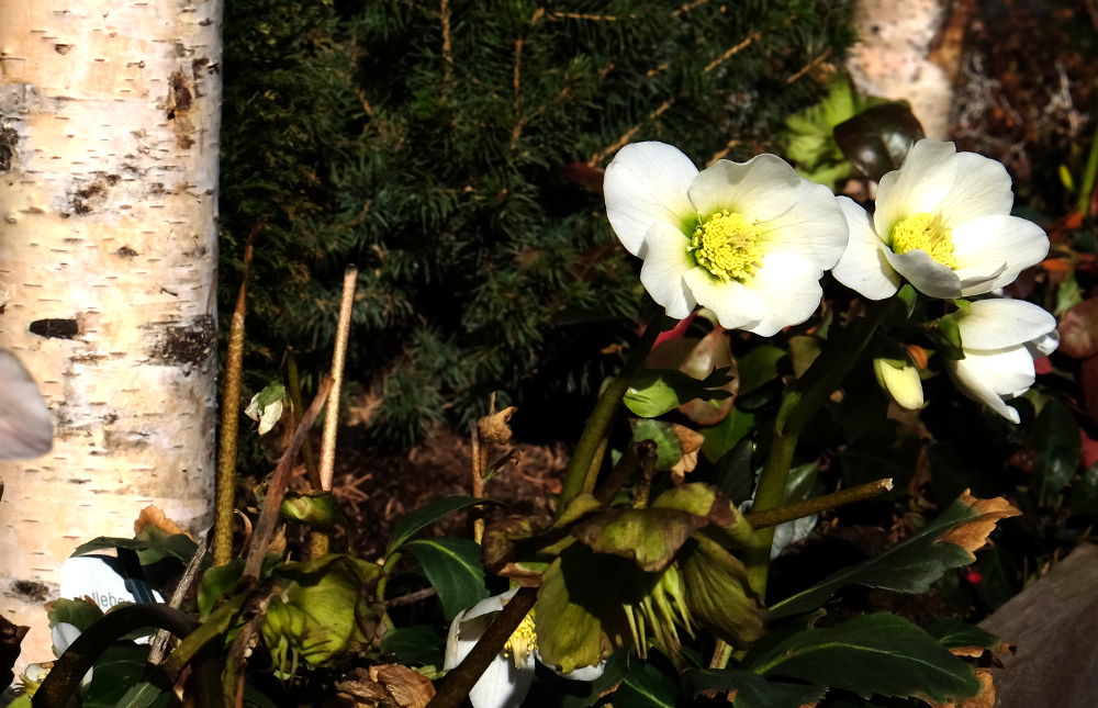 Blühende Christrosen (20.3.2018, Foto: Klare)