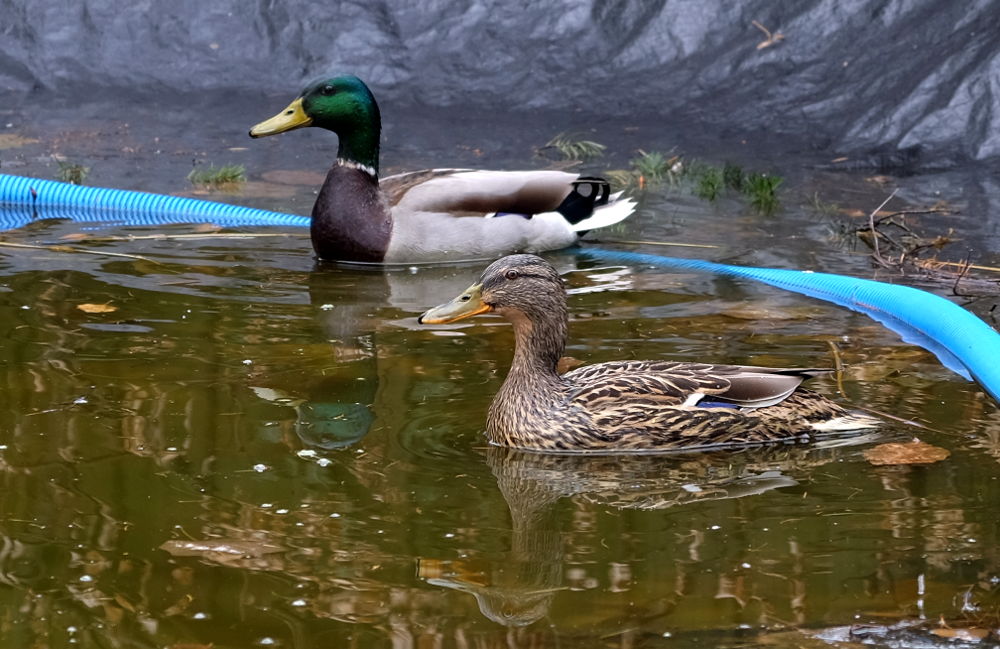 "Oster-Enten" auf Kinderschwimmbecken (28.3.2018; Foto: Klare)