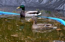 "Oster-Enten" auf Kinderschwimmbecken (28.3.2018; Foto: Klare)