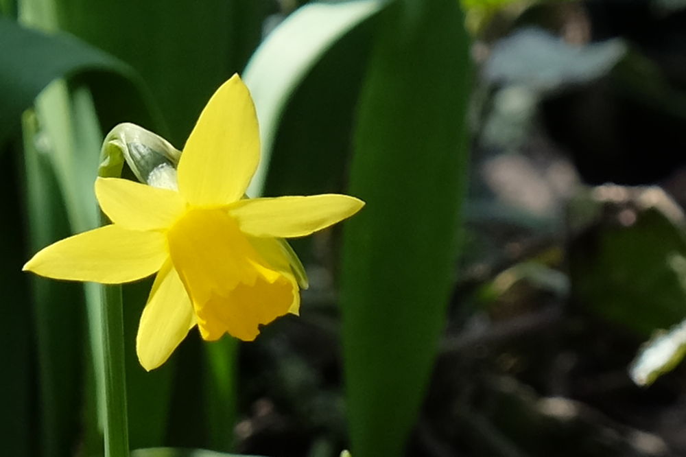 Frohe Ostern 2018! (Foto: Klare)