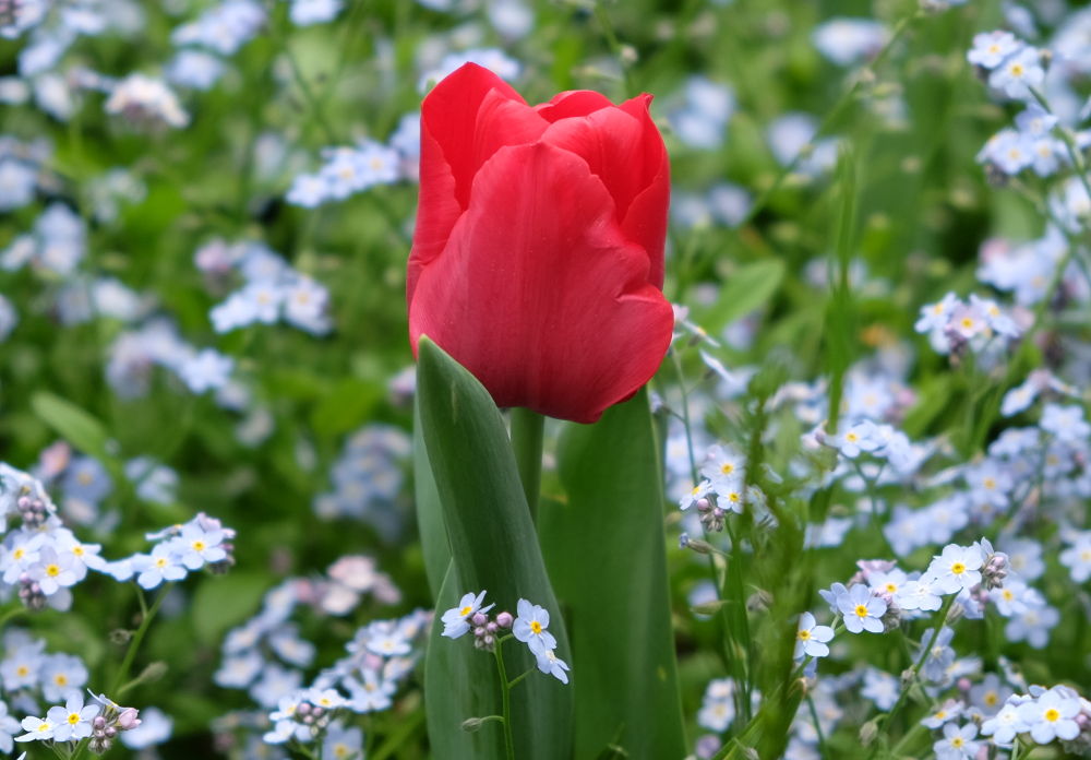 Tulpe und Vergissmeinnicht (24.4.2018; Foto: Klare)