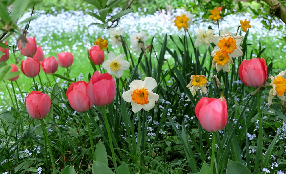 Tulpen und Osterglocken (24.4.2018; Foto: Klare)