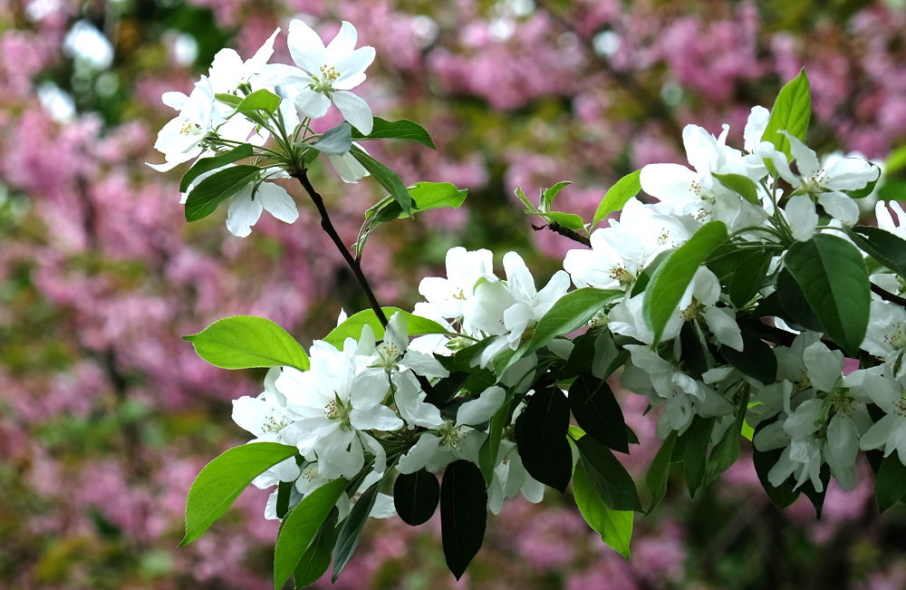 Zierapfel (24.4.2018; Foto: Klare)