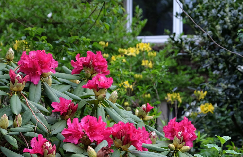 Roter Rhododendron und Azalee (24.4.2018; Foto: Klare)