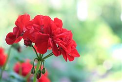 Geranie, immer wieder ein Blickfang (19.6.2018; Foto: Klare)