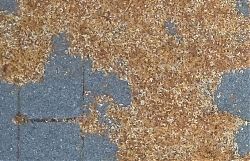 Die Sommerlinden blühen, auf dem Pflaster sammeln sich die Spuren (21.6.2018; Foto: Klare)