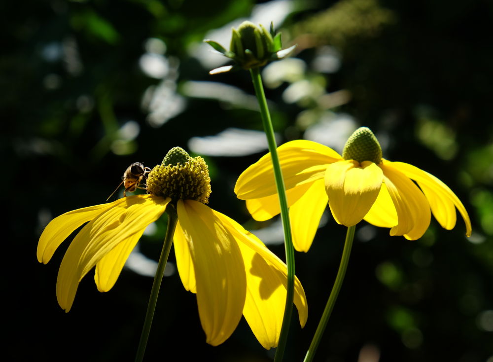 Blütenpracht des Spätsommers (6.8.2018; Foto: Klare)