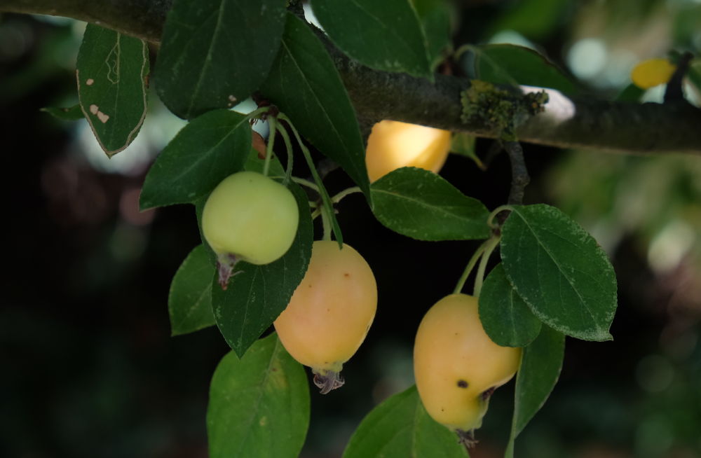 Die kleinen Zieräpfel fallen ab, bevor sie reif und bunt werden können (6.8.2018; Foto: Klare)