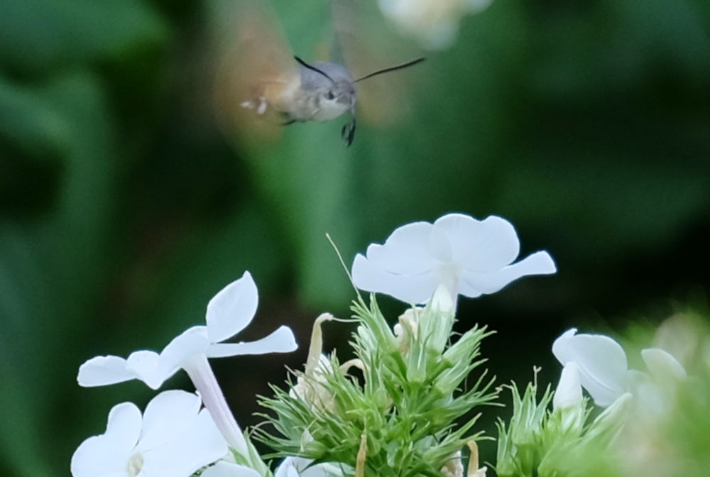 Der Neuling in Hiltrup: Taubenschwänzchen vor Phlox-Blüte (8.8.2018; Foto: Klare)