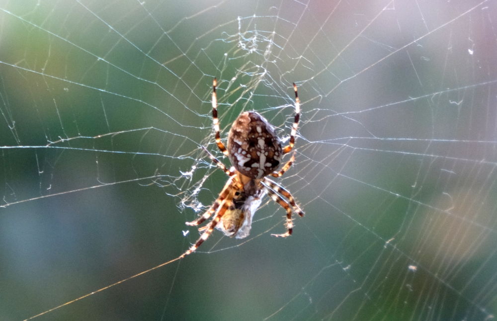 Kreuzspinne mit Beute: Eine Wespe hat sich im Netz verwickelt (13.10.2018; Foto: Klare)