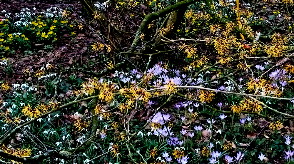 Hiltrup im März. Noch sind die krausen Blütenfäden der Zaubernuss zu sehen, und darunter blüht es bunt durcheinander: Schneeglöckchen, Winterlinge und Wildkrokus (4.3.2017; Foto: Klare)