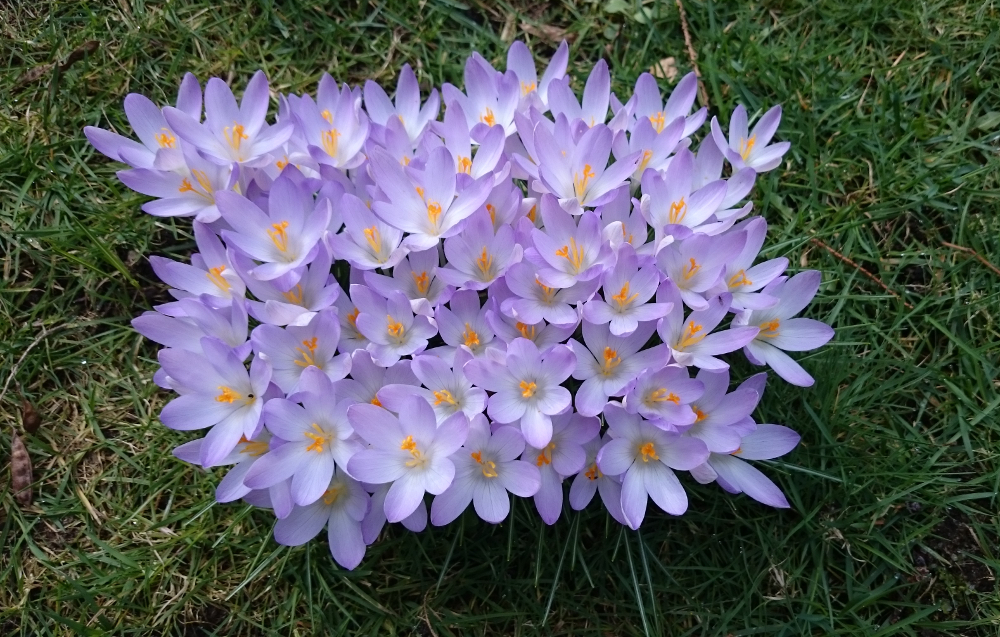 Wildkrokus: hier stehen sie im Büschel zusammen, aber sie breiten sich auch weit im ganzen Garten aus (4.3.2017; Foto: Klare)